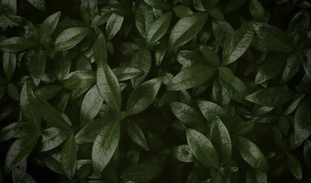 Dark green leaves